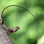 Long Tail Terms Lizard