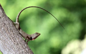 Long Tail Terms Lizard